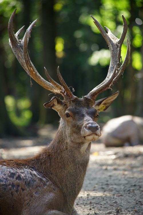 Une semaine avec les cerfs et les daims de Boutissaint Boutis30