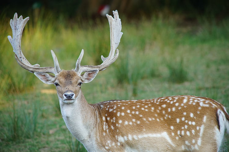 Une semaine avec les cerfs et les daims de Boutissaint Boutis33