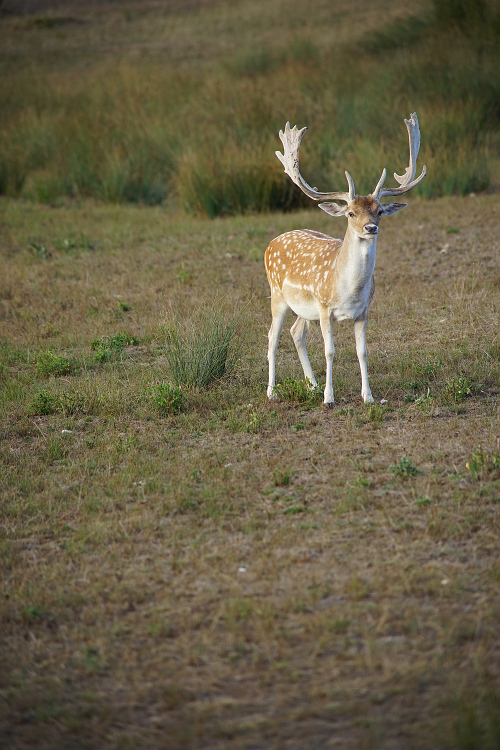 Une semaine avec les cerfs et les daims de Boutissaint Boutis37