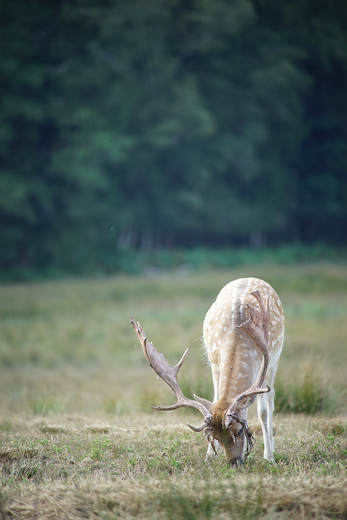 Une semaine avec les cerfs et les daims de Boutissaint Boutis41