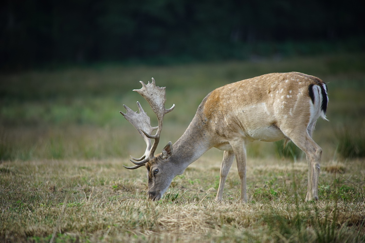 Une semaine avec les cerfs et les daims de Boutissaint Boutis45