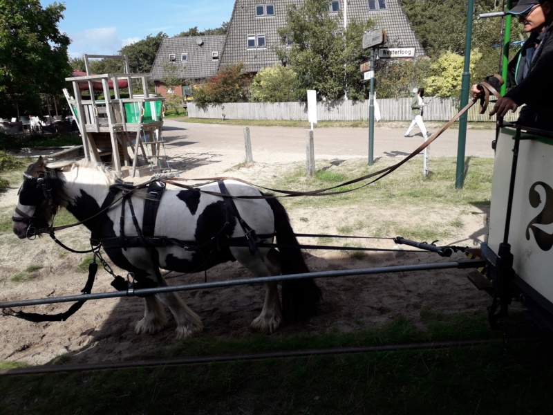 Die älteste Pferdebahn Europas auf Spiekeroog. 20190176