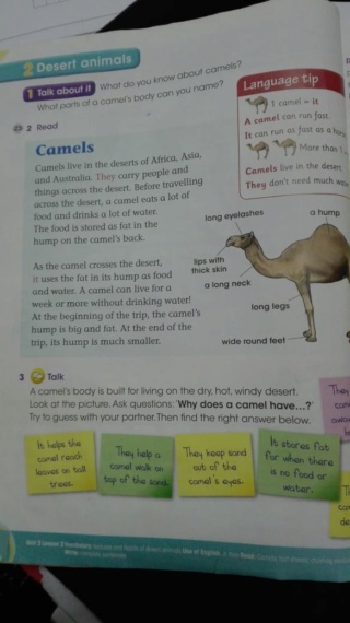 Naming Camel's Body Parts Img-2066