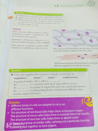 Cells, tissues and organs Img20124