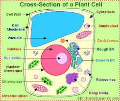 Plant cells Oaoa10
