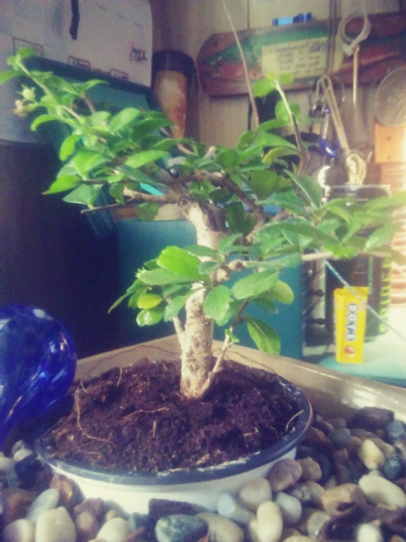 Fukien Tea tree 15383210