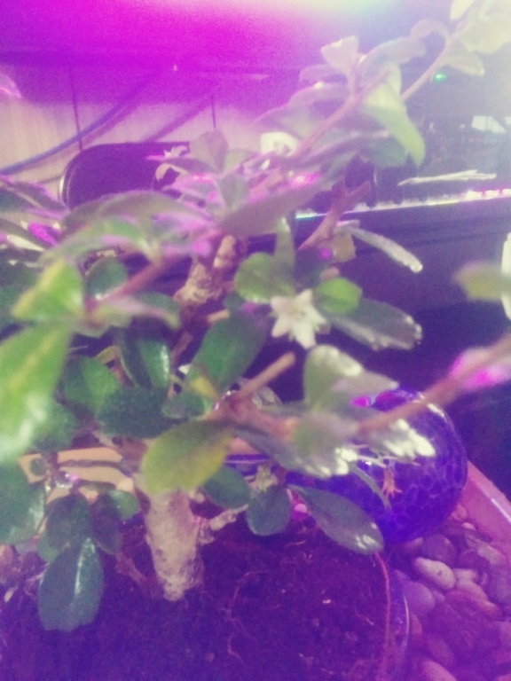 Fukien Tea tree 15383211