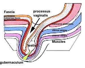 Gubernaculum testis  300px-10