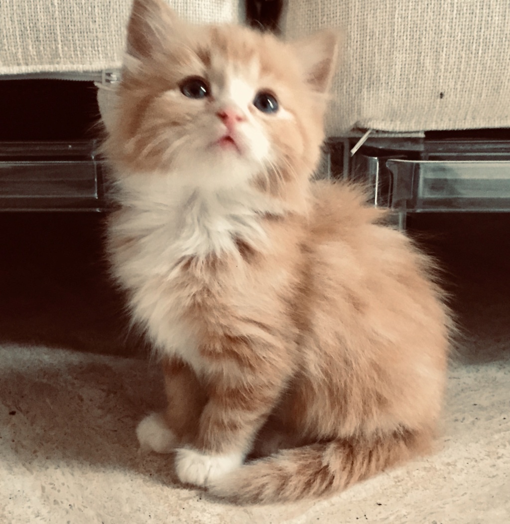 PICPUS, chaton roux au poil long, né le 24 Avril 2019 313cac10