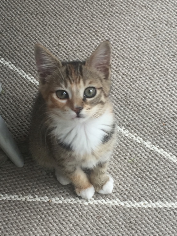 PIA, petite chatonnne tricolore? née le 1 aout 2019 80d61410