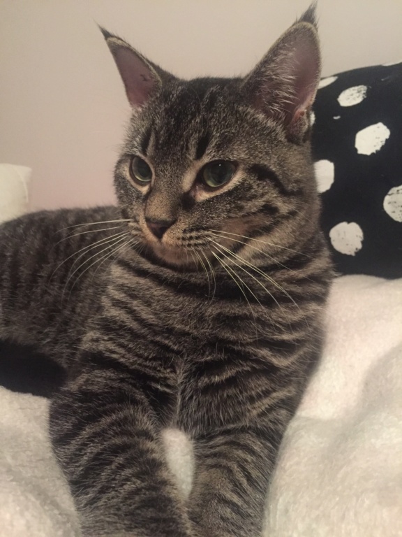 ORGEAT, jeune chat gris tabby né le 01/06/2018 A86e2310