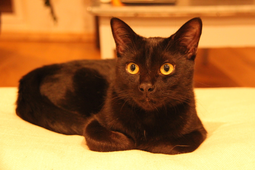 Ologram, jeune chat mâle noir de type européen, né en janvier 2018 Img_0311