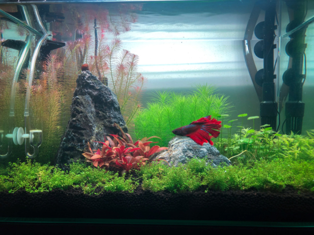 37L Betta CO2  32684e10