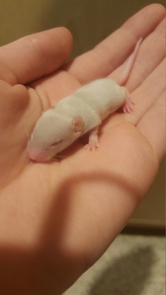Name needed for baby mouse 20190216