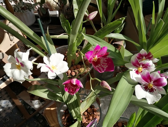 Miltonia,Miltoniopsis - Seite 2 Img_2010