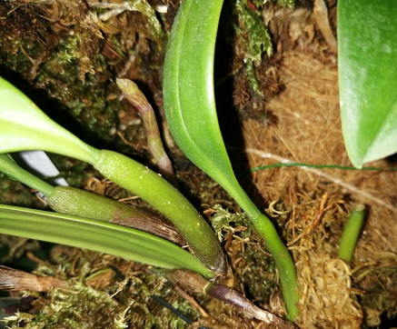 Bulbophyllum ambrosia Img_2042