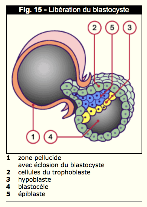 implantation et zone pellucide  Captur50