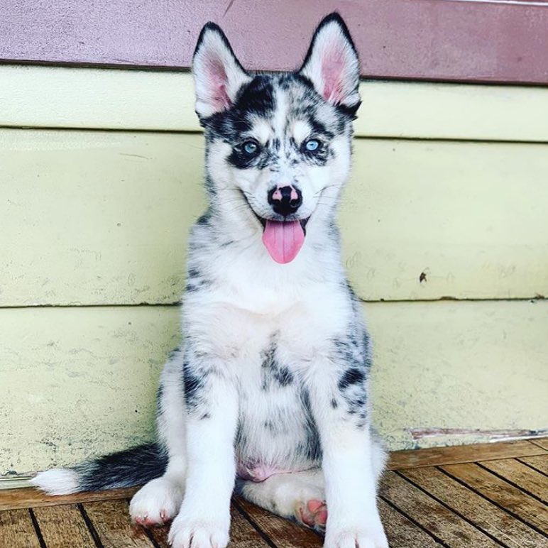 Puppy - Is this puppy full breed of husky or mixed? Ecf07d10