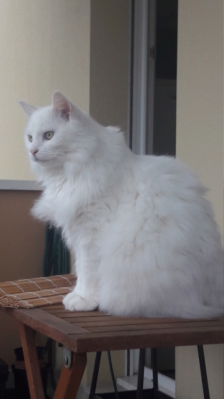 HELIX(chaton blanc angora) 20190811