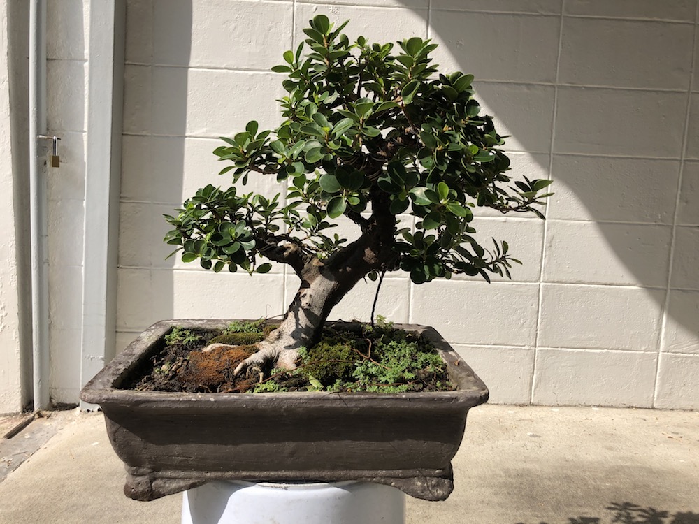 Indoor Bonsai under LED lights. - Page 18 Img_1910