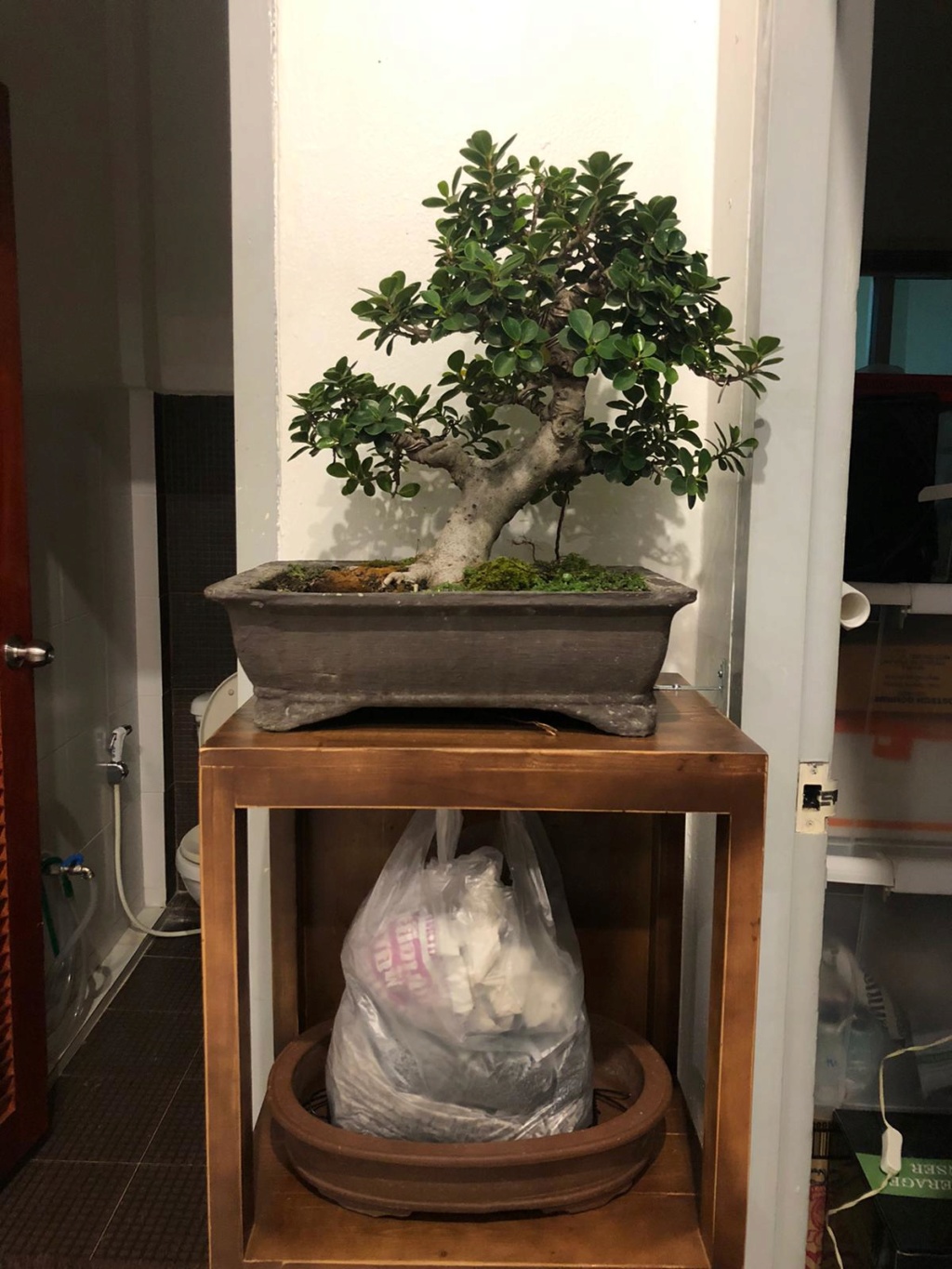 Indoor Bonsai under LED lights. - Page 18 Whatsa10