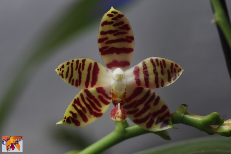Phalaenopsis maculata x amboinensis (Good Cheer) Img_7215