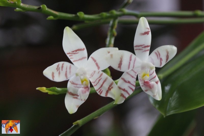 Phalaenopsis amboinensis x tetraspis (Tetrasambo) Img_7311