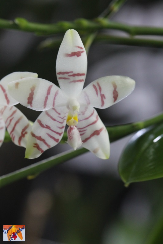 Phalaenopsis amboinensis x tetraspis (Tetrasambo) Img_7312