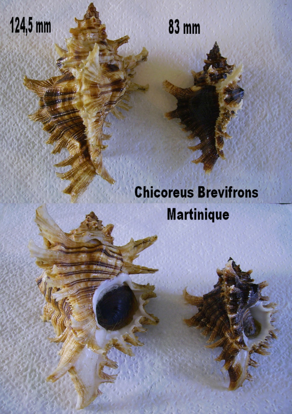 Chicoreus_cnissodus - (Euthyme_1889) 4610