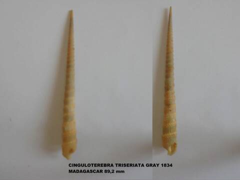 Les Terebridae 1210
