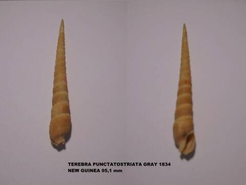 Les Terebridae 1612