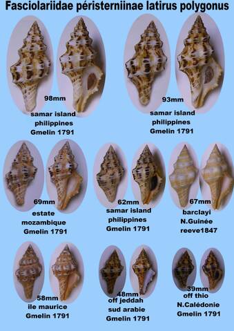 Latirus polygonus - (Gmelin, 1791) 6510