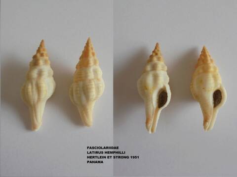 Fusolatirus pearsoni (Snyder, 2002) Dsc00110