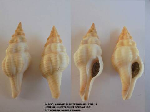 Fusolatirus pearsoni (Snyder, 2002) Dsc00112