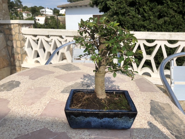 Mi primer bonsai (olmo chino) 0106ab10
