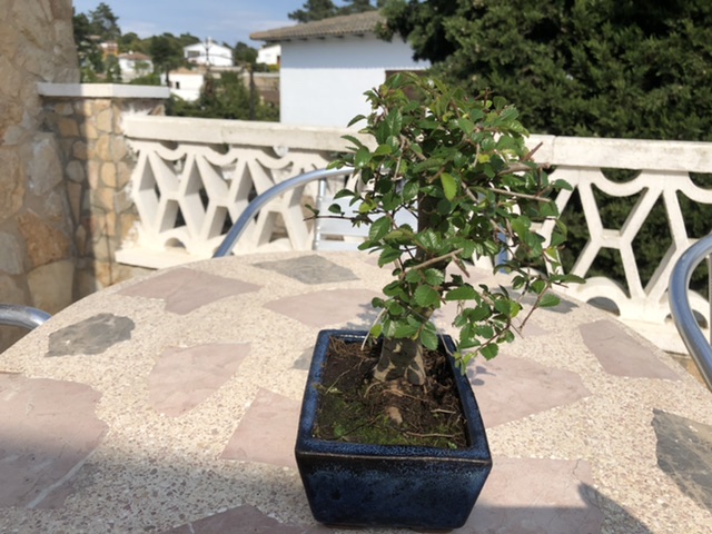 Adquirir mi primer bonsai. 2b57b010