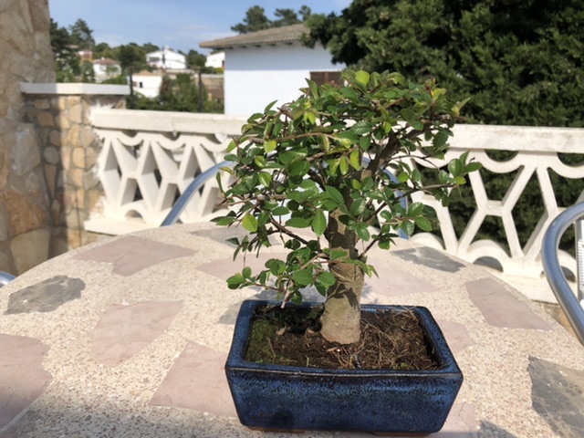 Mi primer bonsai (olmo chino) Ba2a8a10