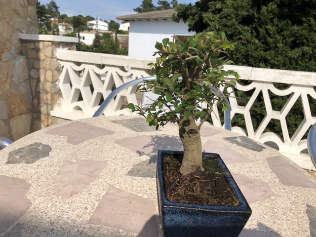 Mi primer bonsai (olmo chino) D1c78310