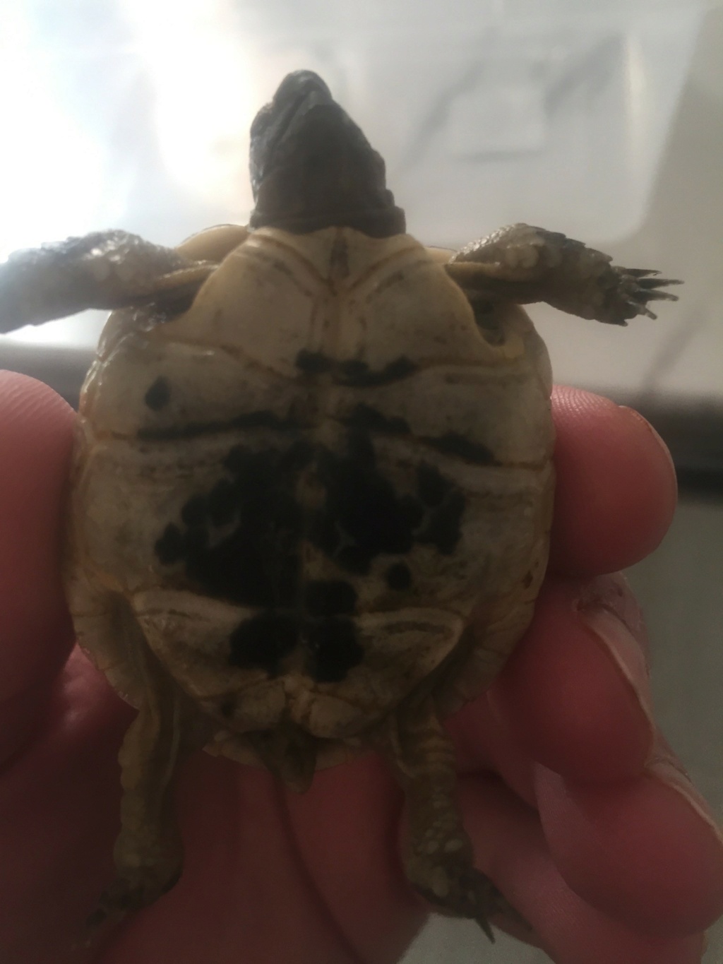 help Identification d'une tortue  Photo_10