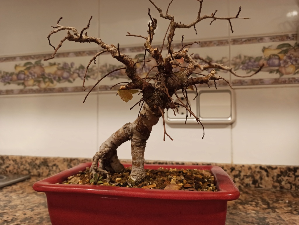 Diseño bonsai  es muy raro 16409810