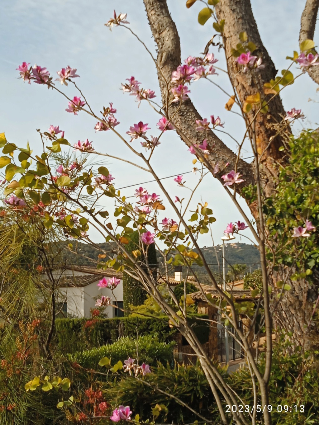 Bauhinia variegata - Page 3 16836216