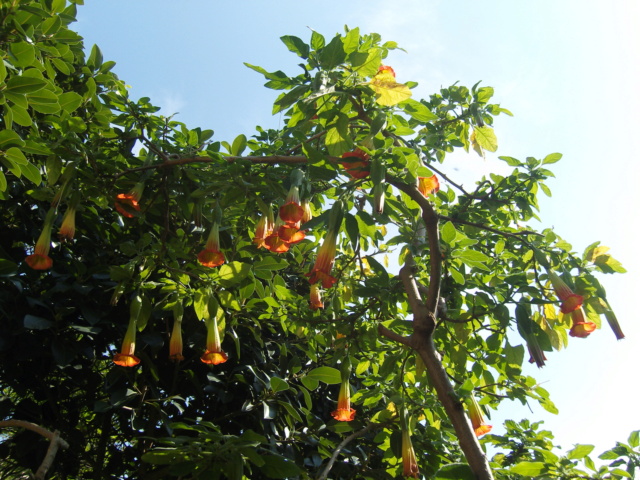 Brugmansia - le genre - Page 15 Snv80311