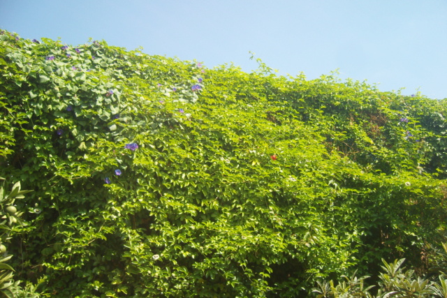 Passiflora vitifolia Snv82010