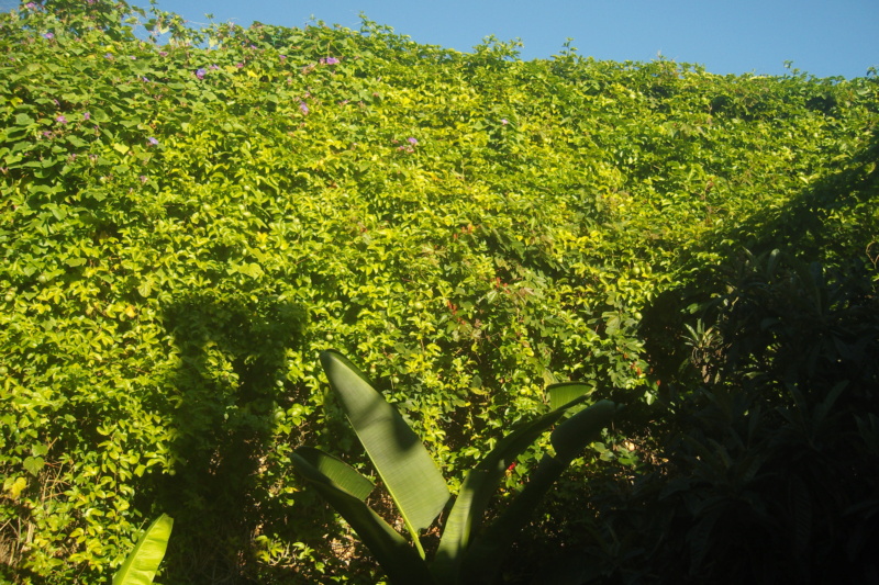 Passiflora edulis- Généralités Snv82212