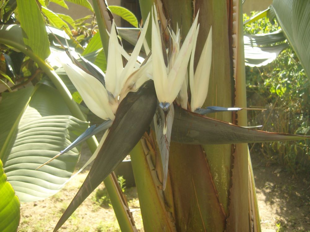 Strelitzia nicolai - Page 2 Snv82315