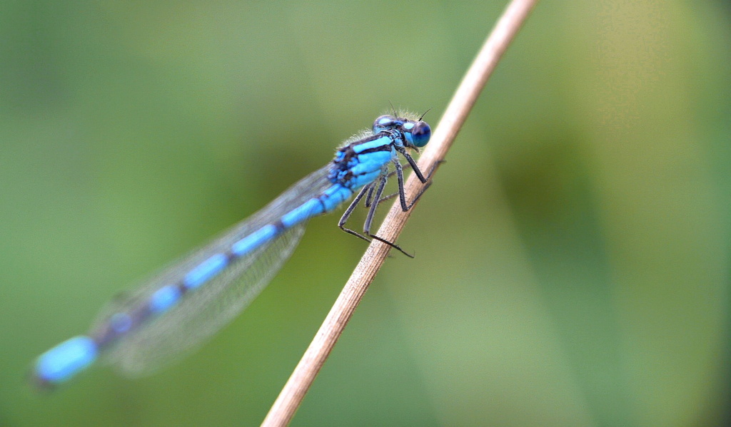 demoiselles Demois11