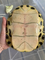 Aide sur une tortue trouvée dans mon jardin  Img_8720