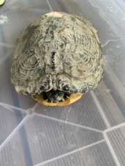 Aide sur une tortue trouvée dans mon jardin  Img_8721