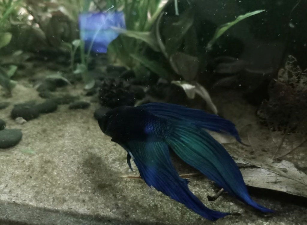 Premier betta Betta211