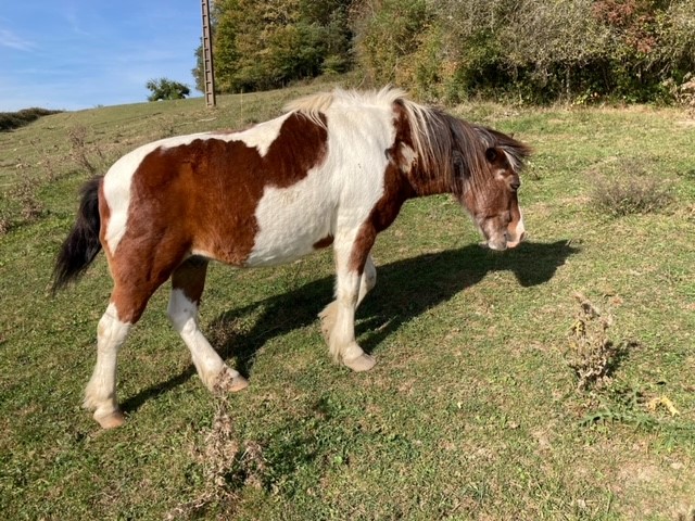 DUCc - ONC poney typé Shetland né en 1991 - adopté en mars 2015 par Joseph 114